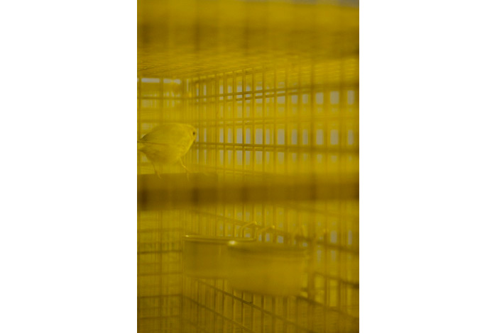 Lucas Lenglet, A Canary in a Coalmine, 2008